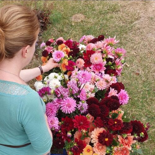 Autumn flowers Bloomng Green