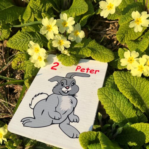 Biddenden Bunny in flowers
