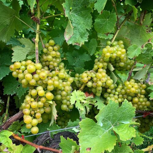 Biddenden Grapes