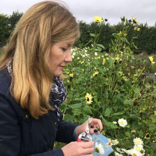 Blooming green grow your own seeds