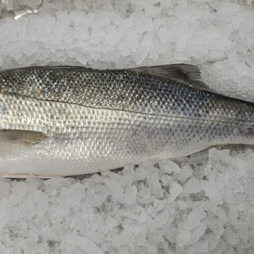 Boathouse seabass Custom