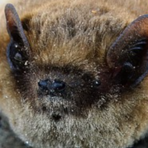 Bore Place Bat Evening