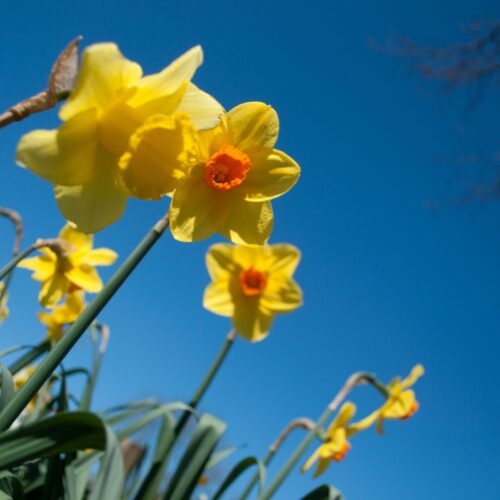 Bore Place Daffodils