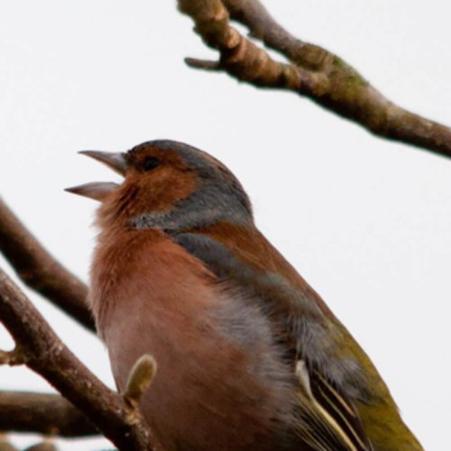 Bore Place Dawn Chorus Bird Walk