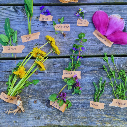 Bore Place Early Summer Foraging Walk