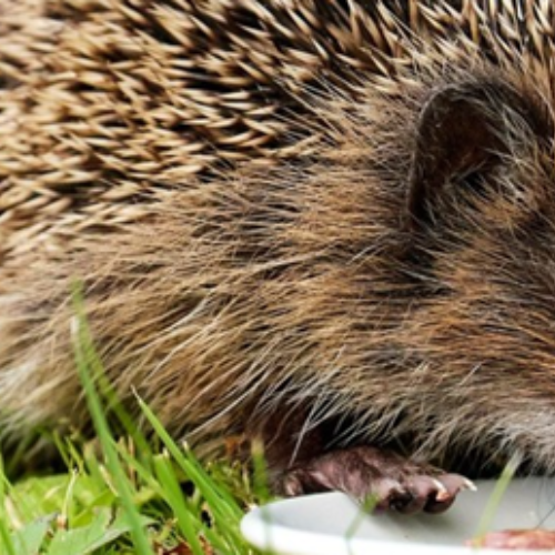 Bore Place Hedgehogs