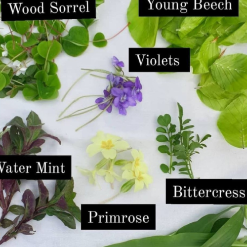 Bore Place Spring Foraging Walk
