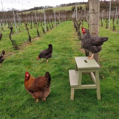 Brabourne Hens on Steps in Vineyard
