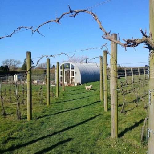Brabourne Vineyard Spring with dog