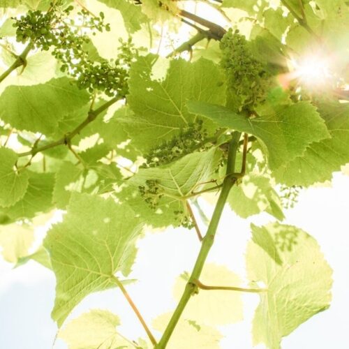 Brabourne Vineyards grapes growing