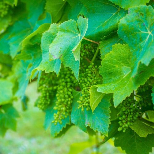 Brabourne grapes growing