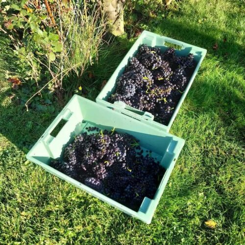 Brabourne harvest grapes image