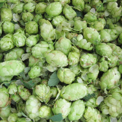 Broadstiars Food festival hops