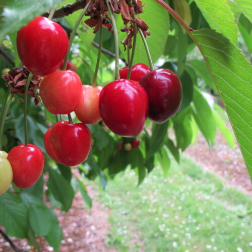Brogdale Cherries IMG 1915
