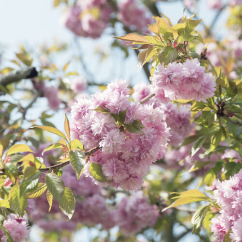 Brogdale Cherry Blossom Orchard 01