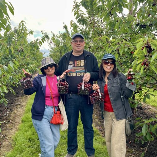 Brogdale PYO Cherries 25