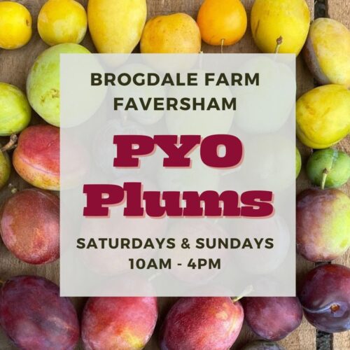 Brogdale PYO Plums 2025