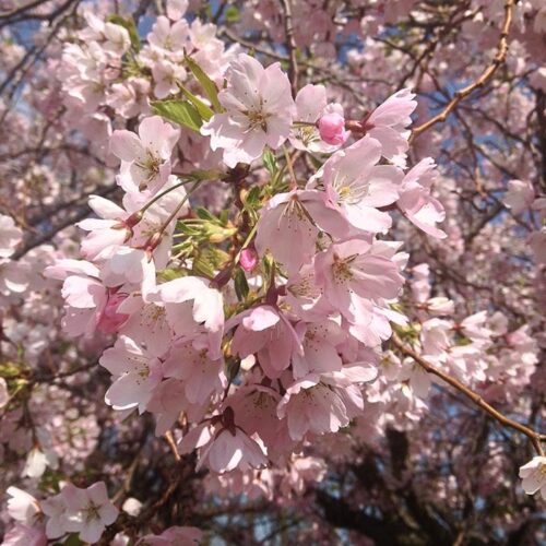 Brogdale blossom five