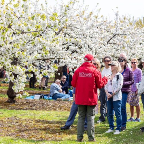 Brogdale blossom tour