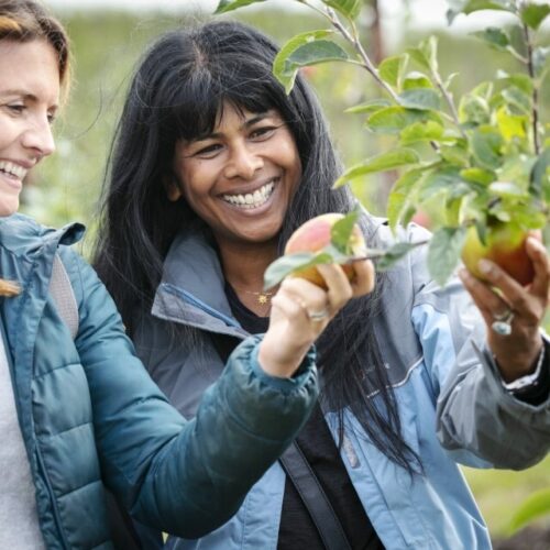 Brogdale models picking apples Custom