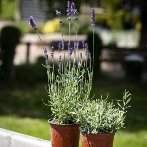 Caslte Farm 128 0757 Large