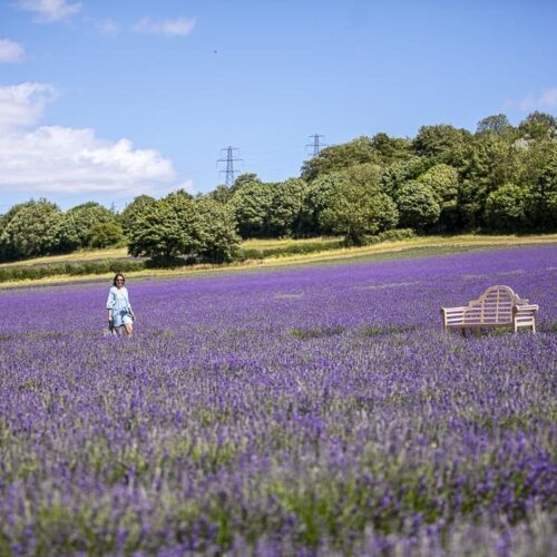 Caslte Farm Lavender 088 3524