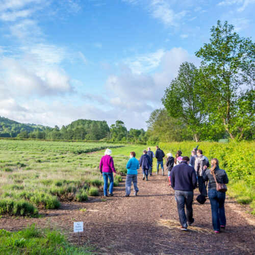 Castle Farm 009 Dawn Chorus Walk 0293