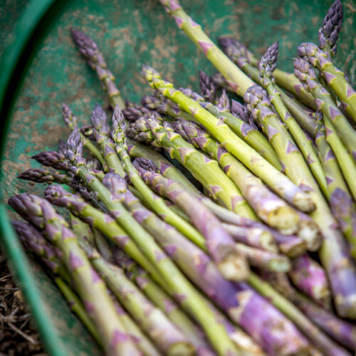 Castle Farm Asparagus TA009 0072