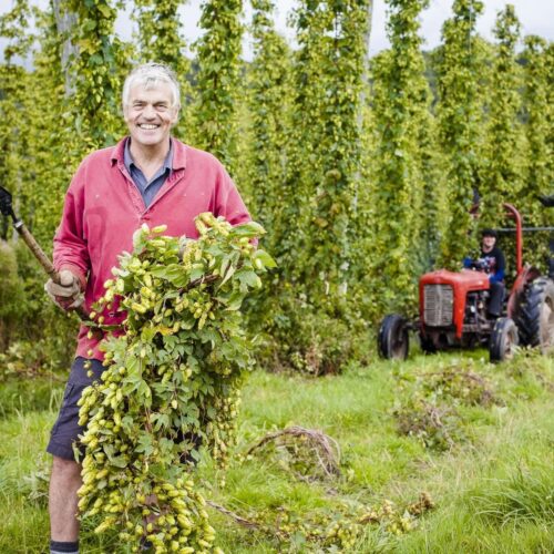 Castle Farm Fresh Hops 2024