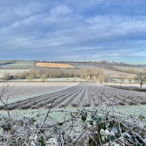 Castle Farm IMG 3701 copy 2