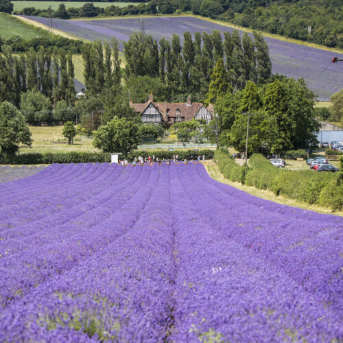 Castle Farm Lavender4