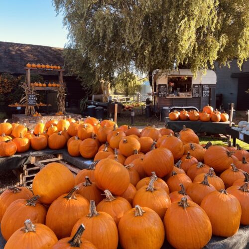 Castle Farm Pumpkins 2022