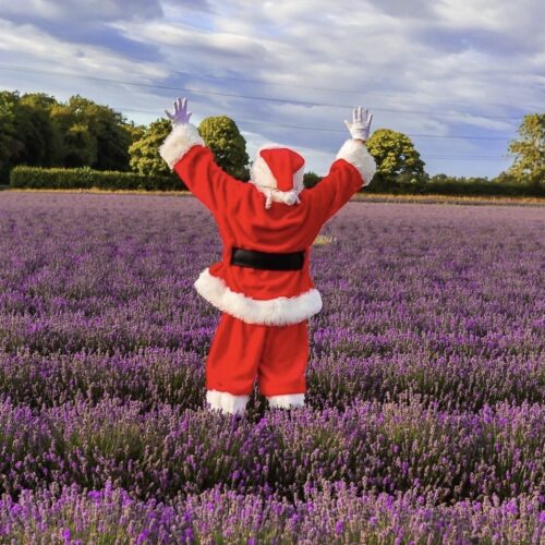 Castle Farm Santa in Lavender