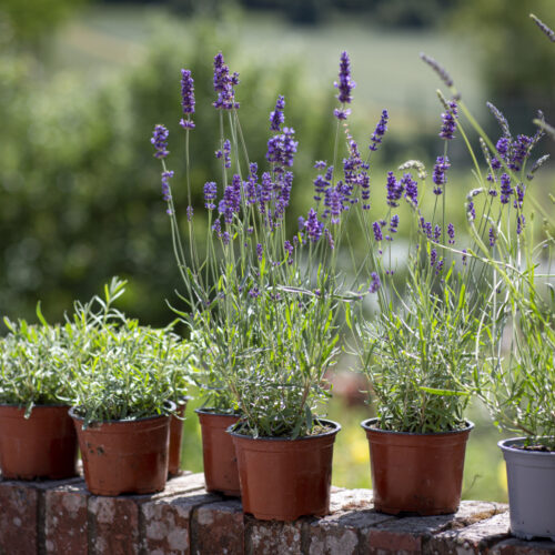 Castle Farm 132 9351 Lavender plants