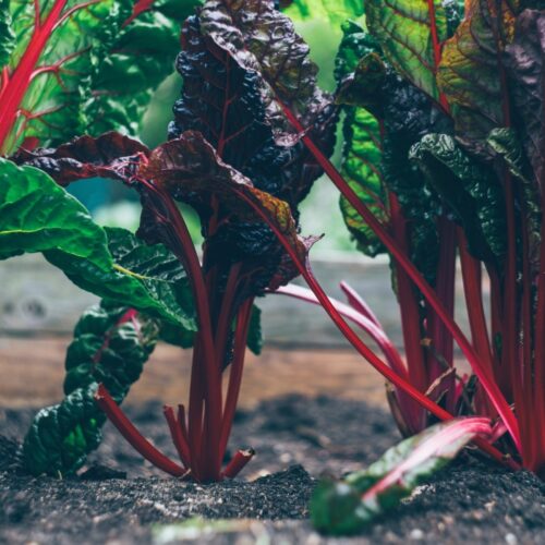 Chard unsplash