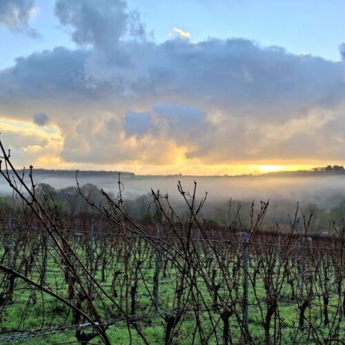 Chartham Vineyard late winter vines in cloud with sunset
