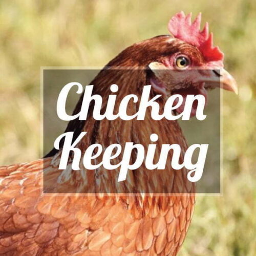 Chicken Keeping