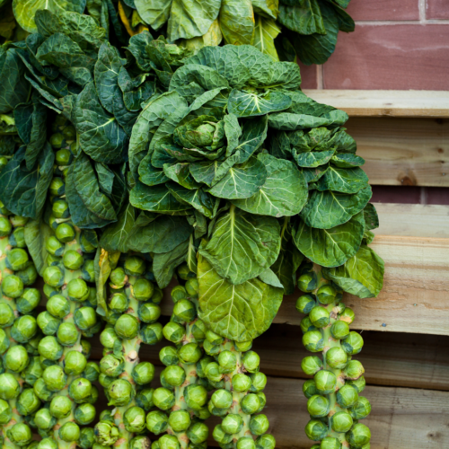 Communigrow Brussel sprouts