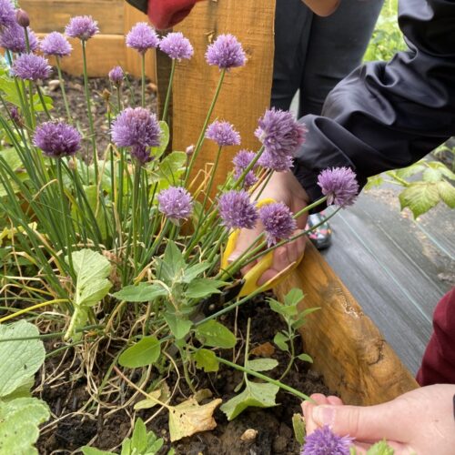 Communigrow IMG 4258