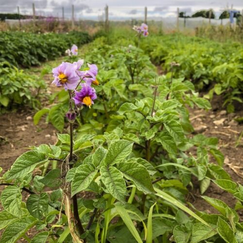 Communigrow IMG 4417 Large