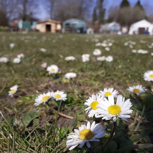 Communigrow daisies