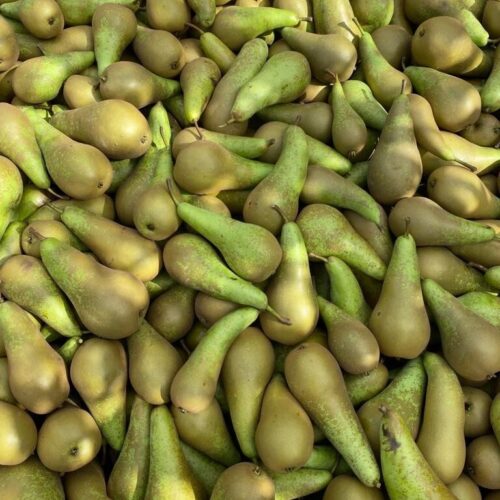 Conference Pears PR July 2021