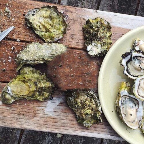 Cooks Tale oysters ston tour