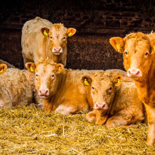 Discover Page Header stepstone