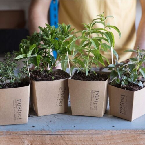 Edible Culture Posi POT