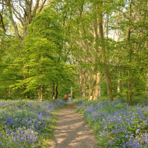 Explore Kent Bluebells Walk 2026