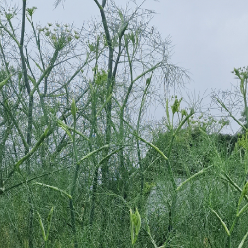 Fennel Green Farm Spa