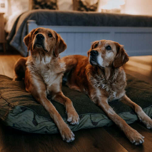 Ferry House Dog friendly getaways