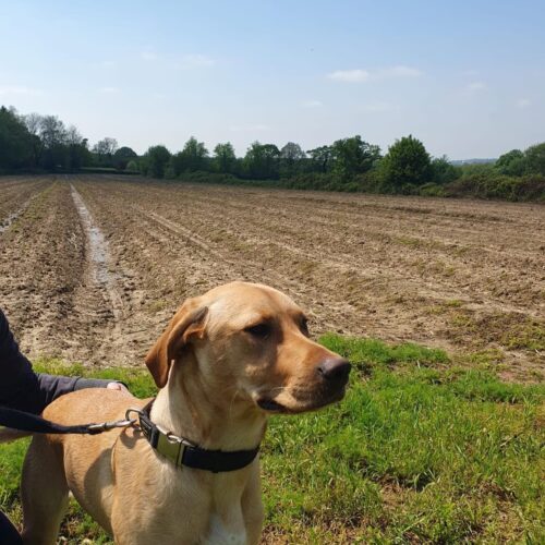 G Roombridge Asparagus update 2025