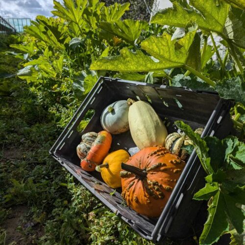 G Roombridge Pumpkin 2